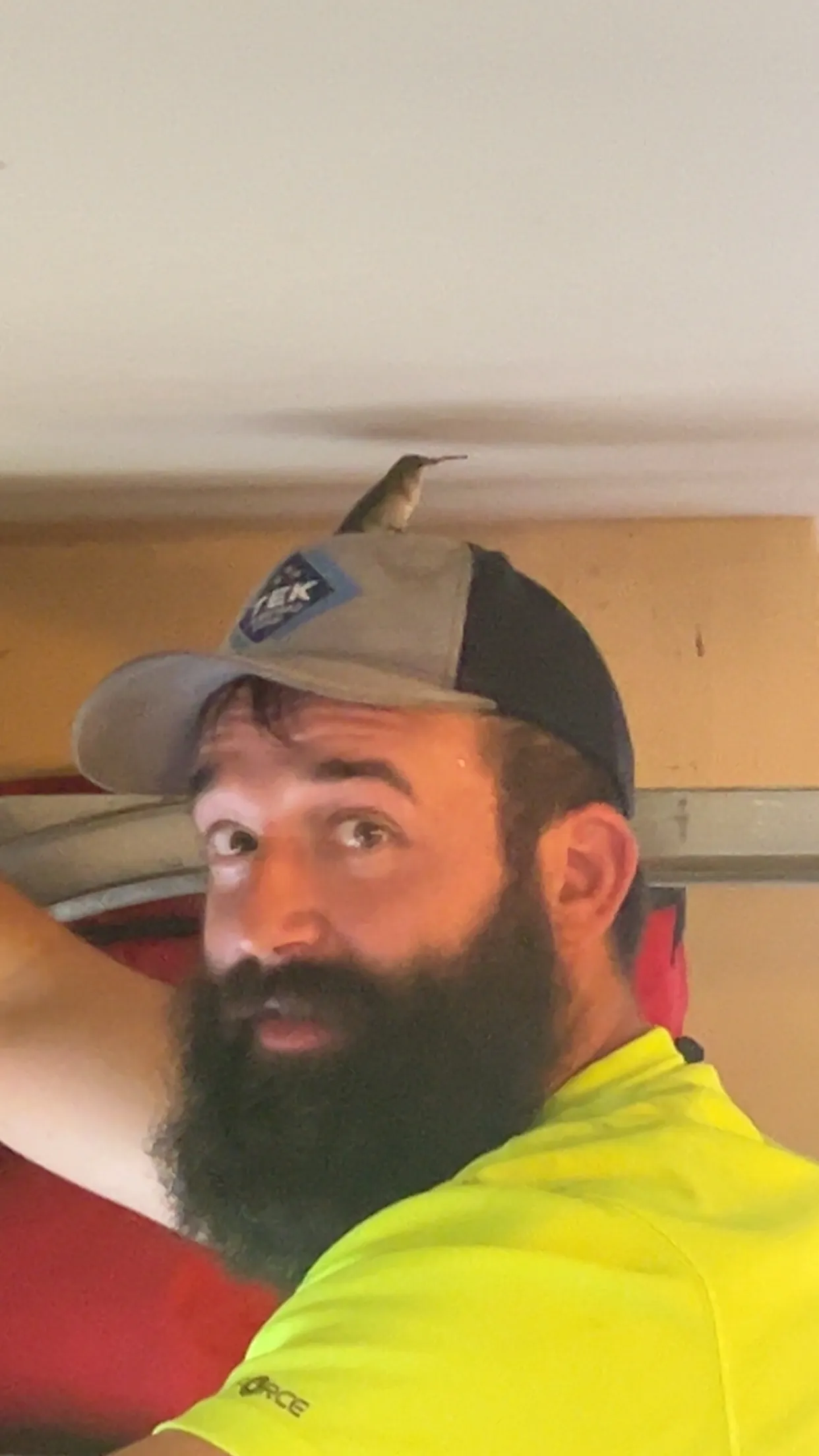 A Hummingbird Stopped By During a Garage Door Spring Repair image
